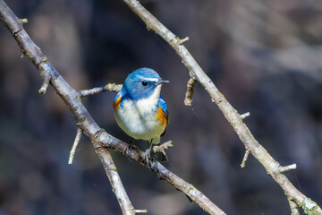 羽ばたいて飛び出す幸せの青い鳥、可愛いルリビタキ（ヒタキ科）
英名学名：Red flanked Bluetail (Tarsiger cyanurus)
埼玉県北本市、北本自然観察公園    2025
