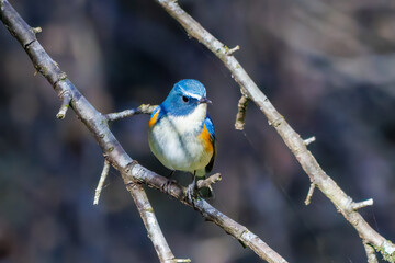 羽ばたいて飛び出す幸せの青い鳥、可愛いルリビタキ（ヒタキ科）
英名学名：Red flanked Bluetail (Tarsiger cyanurus)
埼玉県北本市、北本自然観察公園    2025
