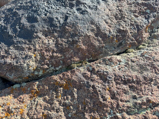 rough volcanic rock texture with pink and gray mineral patterns and yellow lichen for nature background, geology poster, surface design, or rugged branding element

