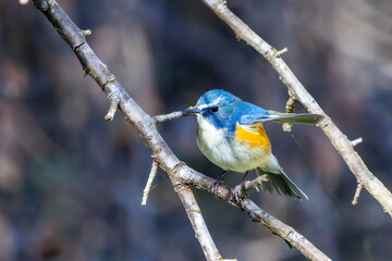 羽ばたいて飛び出す幸せの青い鳥、可愛いルリビタキ（ヒタキ科）
英名学名：Red flanked Bluetail (Tarsiger cyanurus)
埼玉県北本市、北本自然観察公園    2025
