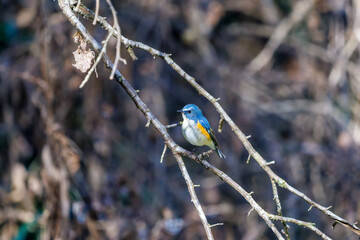 羽ばたいて飛び出す幸せの青い鳥、可愛いルリビタキ（ヒタキ科）
英名学名：Red flanked Bluetail (Tarsiger cyanurus)
埼玉県北本市、北本自然観察公園    2025
