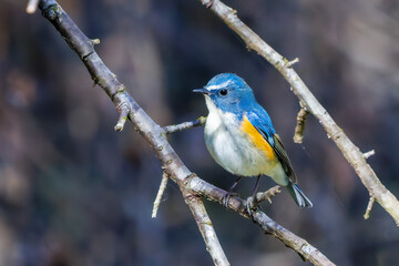 羽ばたいて飛び出す幸せの青い鳥、可愛いルリビタキ（ヒタキ科）
英名学名：Red flanked Bluetail (Tarsiger cyanurus)
埼玉県北本市、北本自然観察公園    2025
