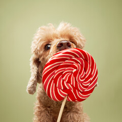 A poodle grips a large red swirled lollipop, looking directly at the camera with a curious...