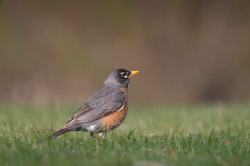 Obraz premium American robin on grass with blurred background.