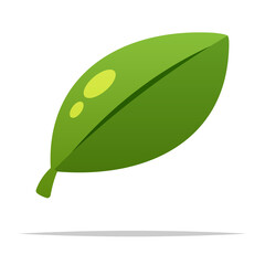 Cute single green leaf vector isolated illustration