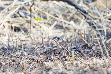 羽ばたき飛び立つ
幸せの青い鳥、可愛いルリビタキ（ヒタキ科）
英名学名：Red flanked Bluetail (Tarsiger cyanurus)
埼玉県北本市、北本自然観察公園 2025
