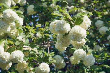Kalina koralowa, Viburnum opulus L. © Marcin Łazarczyk