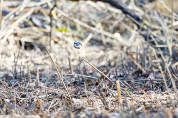 羽ばたき飛び立つ
幸せの青い鳥、可愛いルリビタキ（ヒタキ科）
英名学名：Red flanked Bluetail (Tarsiger cyanurus)
埼玉県北本市、北本自然観察公園 2025
