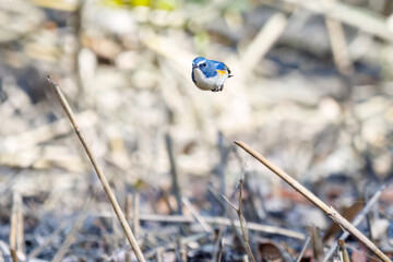 羽ばたき飛び立つ
幸せの青い鳥、可愛いルリビタキ（ヒタキ科）
英名学名：Red flanked Bluetail (Tarsiger cyanurus)
埼玉県北本市、北本自然観察公園 2025
