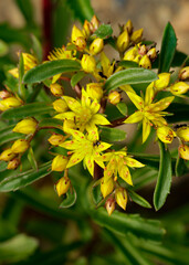 Orange Stonecrop Weihenstephaner Gold flowers, Latin name - Sedum kamtschaticum, in the garden