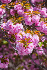 満開を迎えた八重桜の花 ヤエザクラ