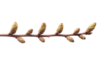 Close-up of a slender branch displaying several small, pale yellow-green buds, set against a pure black background. The buds are tightly clustered along the branch, suggesting springtime growth