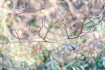 羽ばたき飛び立つ
幸せの青い鳥、可愛いルリビタキ（ヒタキ科）
英名学名：Red flanked Bluetail (Tarsiger cyanurus)
埼玉県北本市、北本自然観察公園 2025
