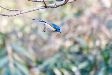 羽ばたき飛び立つ
幸せの青い鳥、可愛いルリビタキ（ヒタキ科）
英名学名：Red flanked Bluetail (Tarsiger cyanurus)
埼玉県北本市、北本自然観察公園 2025

