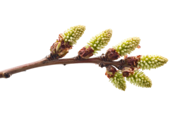 Close-up of a slender branch with several pale-green, budding catkins, showcasing intricate details of the twig's texture and the nascent blossoms against a stark black background