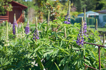  łubin trwały, lupinus polyphyllus l. © Marcin Łazarczyk