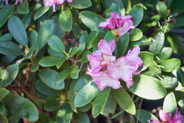 Różanecznik, azalia, rododendron, Rhododendron L. © Marcin Łazarczyk