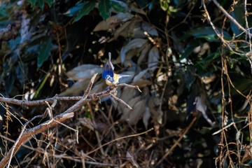 羽ばたき飛び立つ
幸せの青い鳥、可愛いルリビタキ（ヒタキ科）
英名学名：Red flanked Bluetail (Tarsiger cyanurus)
埼玉県北本市、北本自然観察公園 2025
