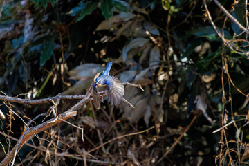 羽ばたき飛び立つ
幸せの青い鳥、可愛いルリビタキ（ヒタキ科）
英名学名：Red flanked Bluetail (Tarsiger cyanurus)
埼玉県北本市、北本自然観察公園 2025
