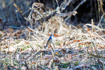 羽ばたき飛び立つ
幸せの青い鳥、可愛いルリビタキ（ヒタキ科）
英名学名：Red flanked Bluetail (Tarsiger cyanurus)
埼玉県北本市、北本自然観察公園 2025
