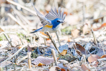 羽ばたき飛び立つ
幸せの青い鳥、可愛いルリビタキ（ヒタキ科）
英名学名：Red flanked Bluetail (Tarsiger cyanurus)
埼玉県北本市、北本自然観察公園 2025
