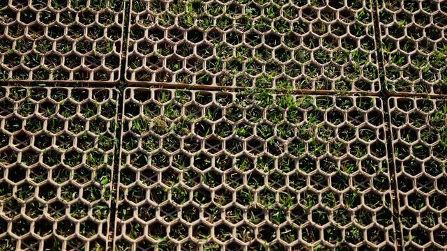 Close-up view of interlocking hexagonal grid pavers with green grass growing through the openings, highlighting patterns and natural integration in surface design.