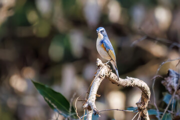 羽ばたき飛び立つ
幸せの青い鳥、可愛いルリビタキ（ヒタキ科）
英名学名：Red flanked Bluetail (Tarsiger cyanurus)
埼玉県北本市、北本自然観察公園 2025
