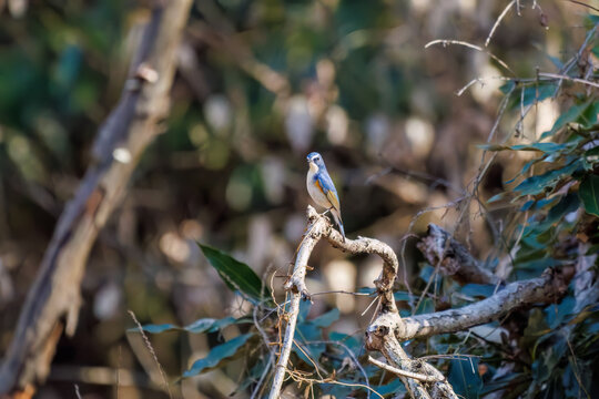 Fototapeta 羽ばたき飛び立つ 幸せの青い鳥、可愛いルリビタキ（ヒタキ科） 英名学名：Red flanked Bluetail (Tarsiger cyanurus) 埼玉県北本市、北本自然観察公園 2025 