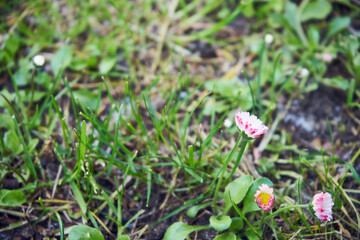 Stokrotka pospolita, stokrotka łąkowa, stokrotka trwała, Bellis perennis