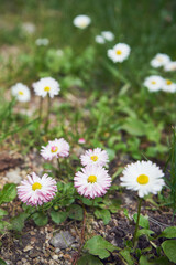 Stokrotka pospolita, stokrotka łąkowa, stokrotka trwała, Bellis perennis