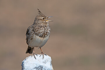 Crested Lark singing bird
