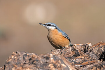 Eurasian Nuthatch on the tree