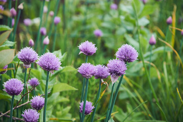 Czosnek szczypiorek, szczypiorek, Allium schoenoprasum L. © Marcin Łazarczyk