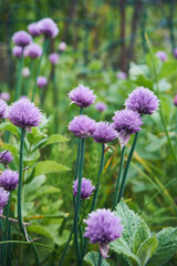 Czosnek szczypiorek, szczypiorek, Allium schoenoprasum L.