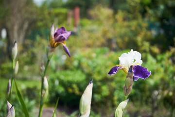 Kosaciec syberyjski,Iris sibirica L. © Marcin Łazarczyk
