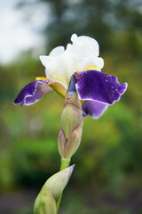 Kosaciec syberyjski,Iris sibirica L. © Marcin Łazarczyk