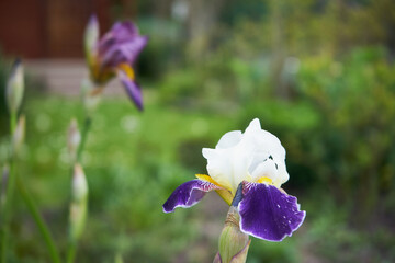 Kosaciec syberyjski,Iris sibirica L. © Marcin Łazarczyk