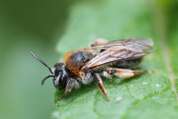 Closeup on an aged female Red-tailed mining bee, Anderena haemorrhoa on a green leaf