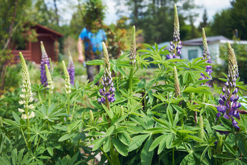  łubin trwały, lupinus polyphyllus l. © Marcin Łazarczyk