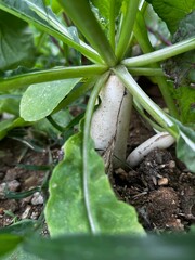 White radish taproot swelling above the surface. 