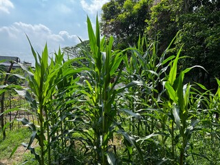 Fototapeta premium Corn plants thriving in a backyard garden, surrounded by trees and the glistening blue sky. 