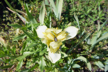 Kosaciec żółty, irys ,Iris pseudacorus L.