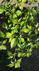 green leaves background