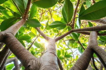 Fototapeta premium Lush green foliage canopy, sunlight piercing through