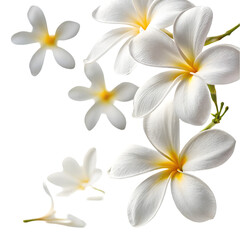 Fototapeta premium Flat Icon of Plumeria Blooms