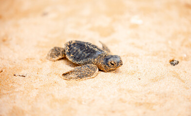 A small baby sea turtle crawls along the sandy shore towards the ocean to survive. The turtle hatched on the island of Sri Lanka. New life, saving the population, the way forward to a new life.