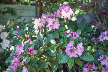 Różanecznik, azalia, rododendron, Rhododendron L. © Marcin Łazarczyk