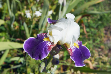Kosaciec syberyjski, Iris sibirica L.