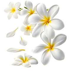 Fototapeta premium Fresh White Plumeria Floral Icon