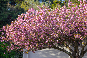 桜咲く春の公園の風景 鳥取県 青島